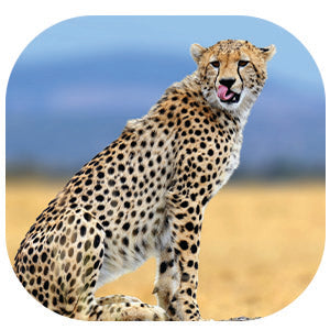 Cheetah: Fascinating Animal Facts for Kids (This Incredible Planet)