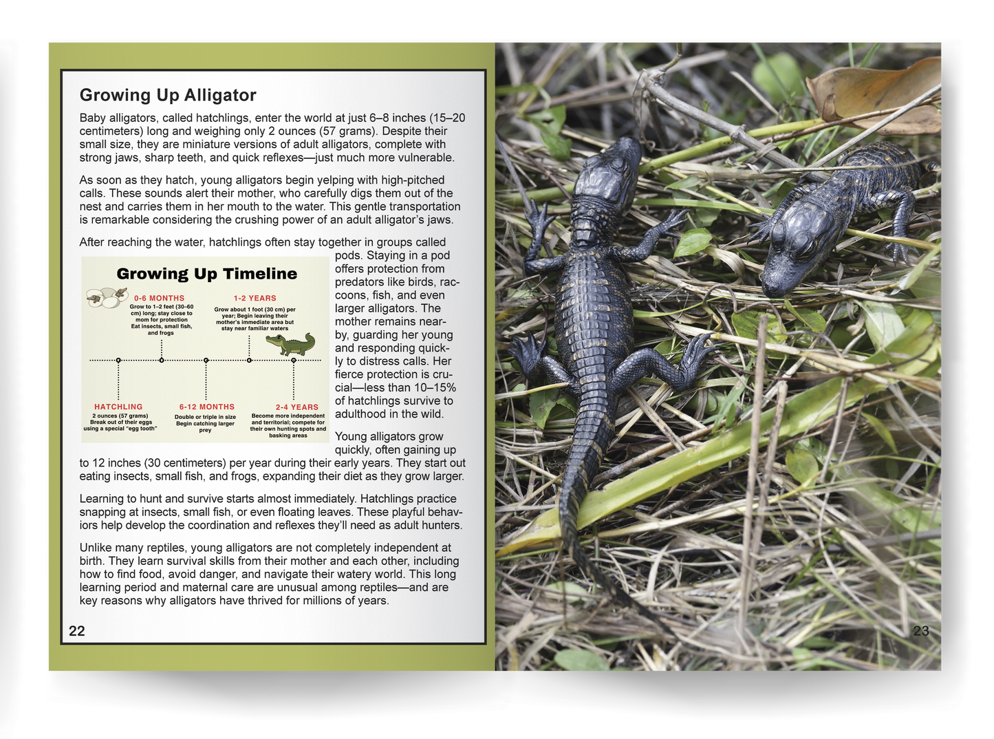 Alligator: Fascinating Animal Facts for Kids (This Incredible Planet)