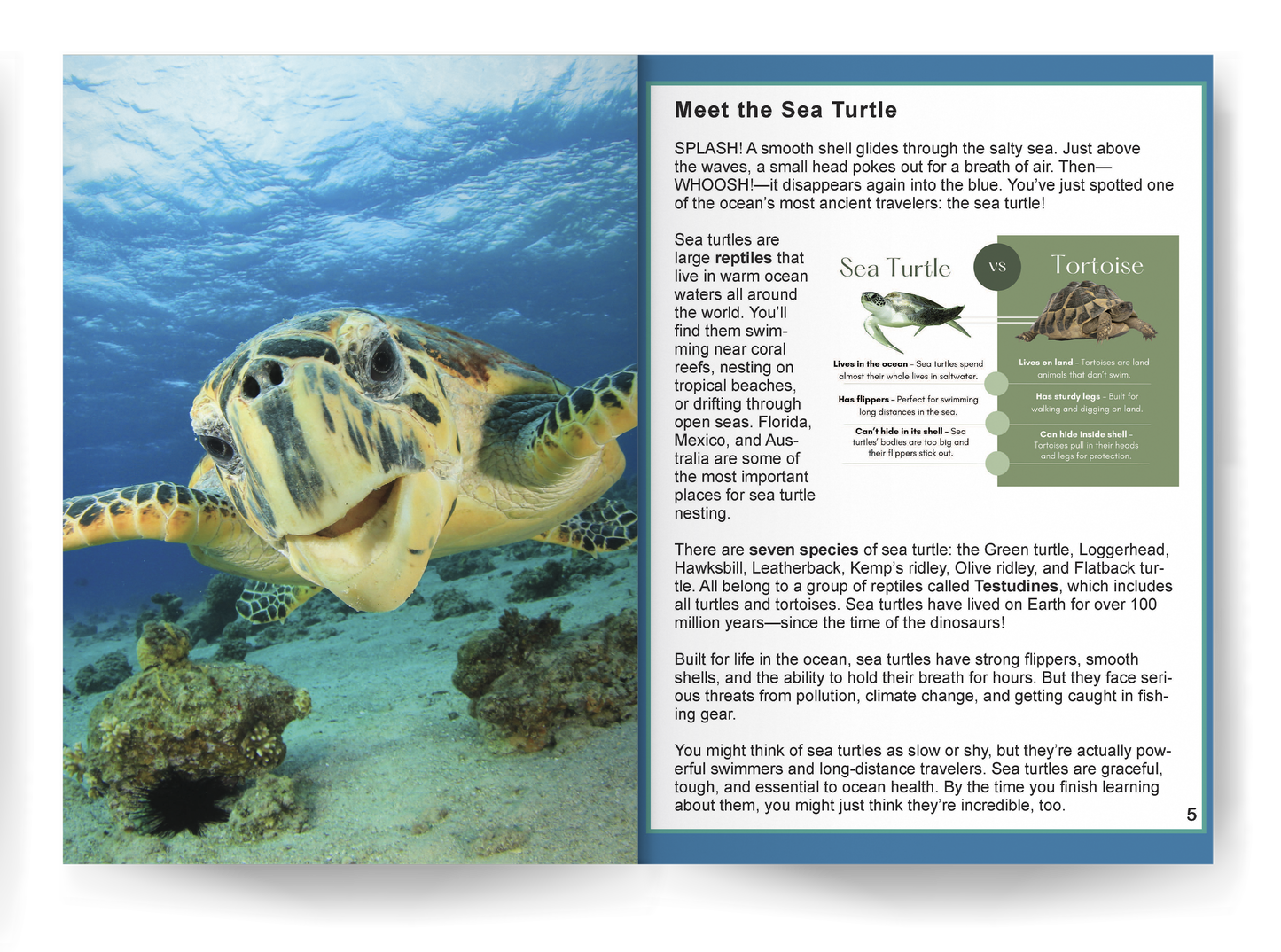 Sea Turtle: Amazing Facts about Nature's Ocean Travelers (This Incredible Planet)
