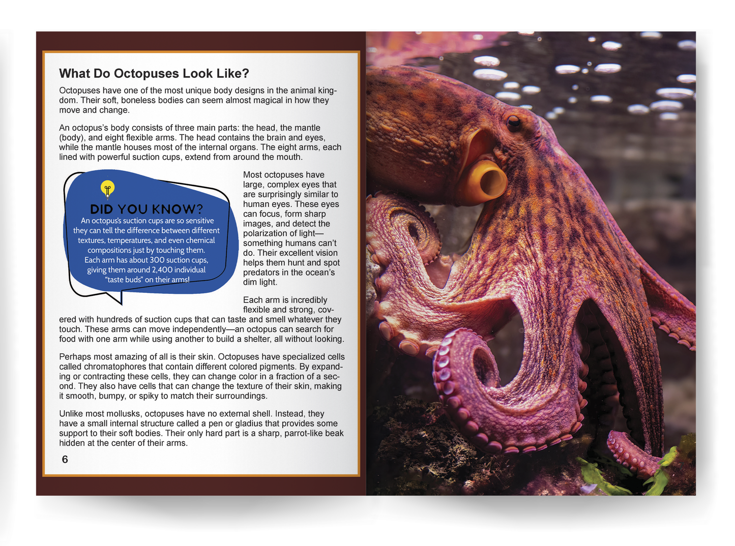 Octopus: Fascinating Marine Animal Facts for Curious Kids (This Incredible Planet)
