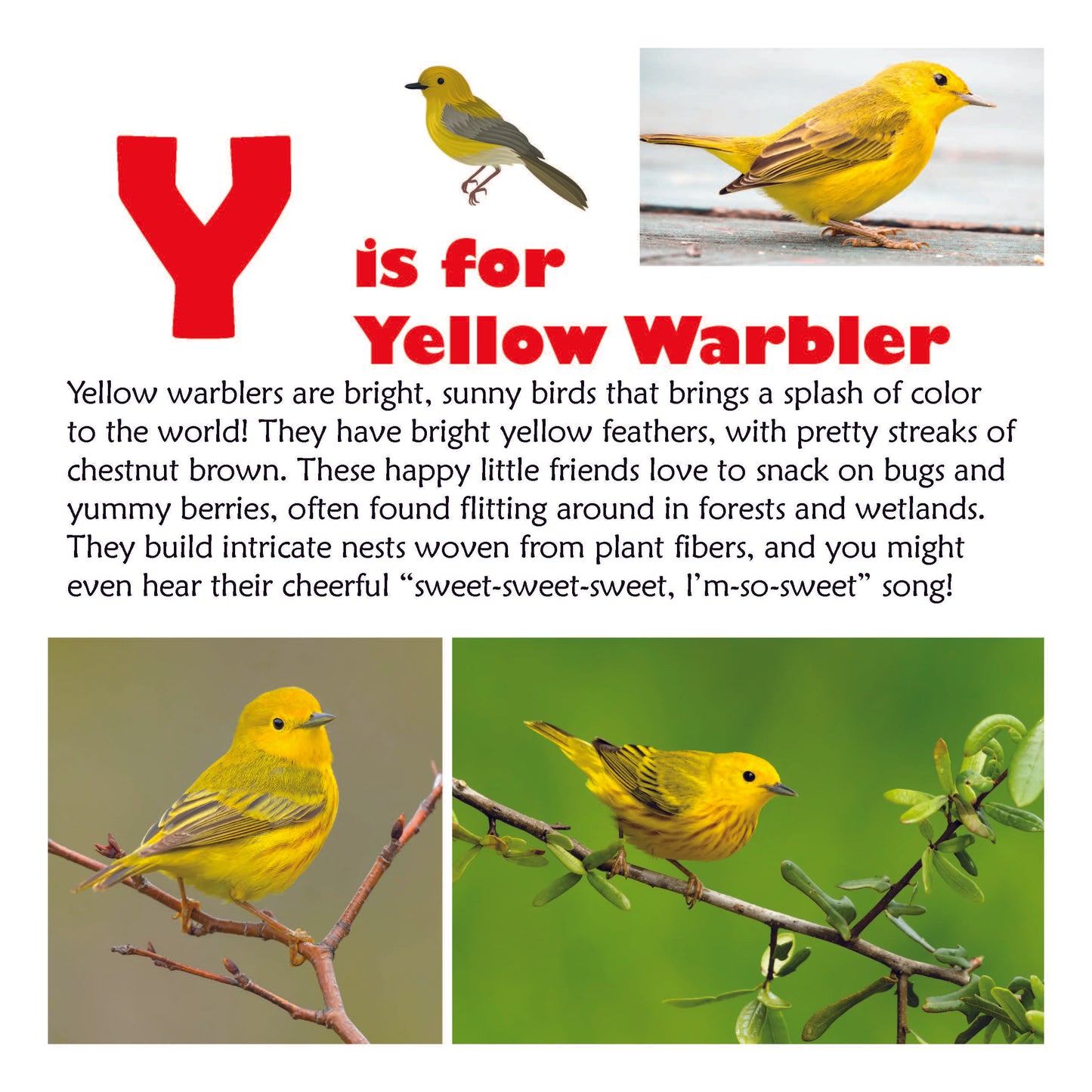 Backyard Birds A to Z