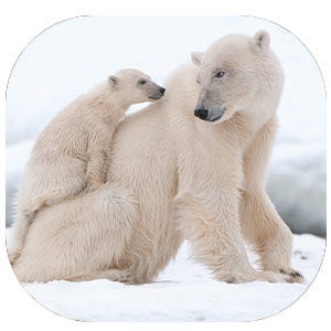 Polar Bear: Fascinating Animal Facts for Kids (This Incredible Planet)