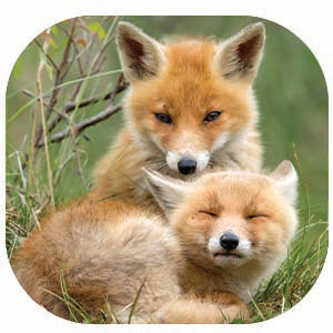 Red Fox: Fascinating Animal Facts for Kids (This Incredible Planet)