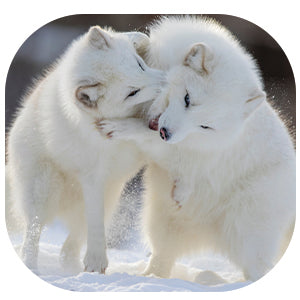 Arctic Fox: Fascinating Animal Facts for Kids (This Incredible Planet)