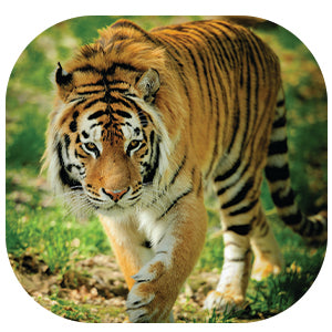 Tiger: Fascinating Animal Facts for Kids (This Incredible Planet)