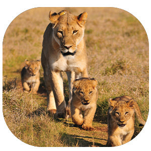 Lion: Fascinating Animal Facts for Kids (This Incredible Planet)
