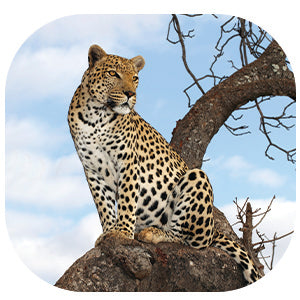 Leopard: Fascinating Animal Facts for Kids (This Incredible Planet)