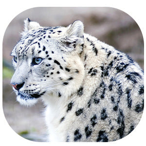 Snow Leopard: Fascinating Animal Facts for Kid (This Incredible Planet)