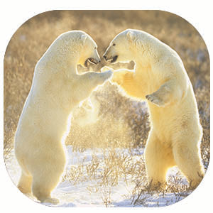 Polar Bear: Fascinating Animal Facts for Kids (This Incredible Planet)
