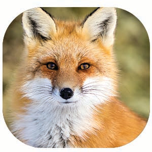 Red Fox: Fascinating Animal Facts for Kids (This Incredible Planet)