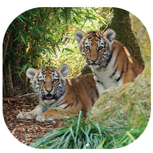 Tiger: Fascinating Animal Facts for Kids (This Incredible Planet)