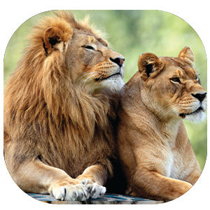 Lion: Fascinating Animal Facts for Kids (This Incredible Planet)