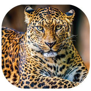 Leopard: Fascinating Animal Facts for Kids (This Incredible Planet)