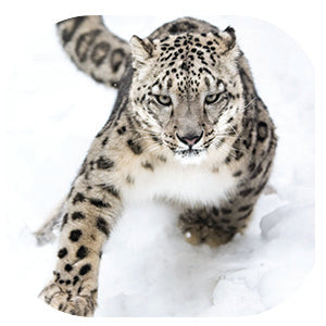 Snow Leopard: Fascinating Animal Facts for Kid (This Incredible Planet)