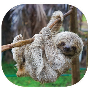 Sloth: Fascinating Animal Facts for Kids (This Incredible Planet)