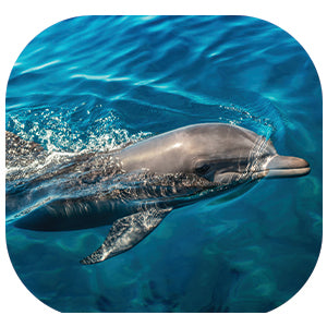 Dolphin: Fascinating Animal Facts for Kids (This Incredible Planet)