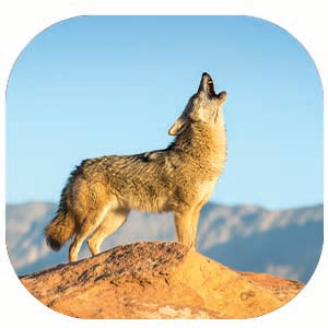 Coyote: Fascinating Animal Facts for Kids (This Incredible Planet)
