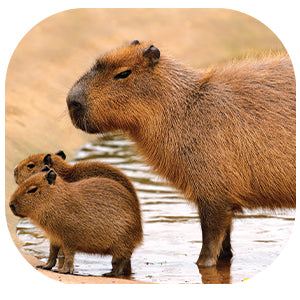 which animal interests you more capybara or dugong Introduction to the Capybara