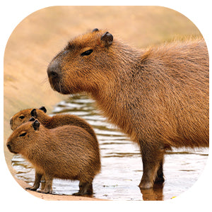 Capybara: Fascinating Animal Facts for Kids (This Incredible Planet)