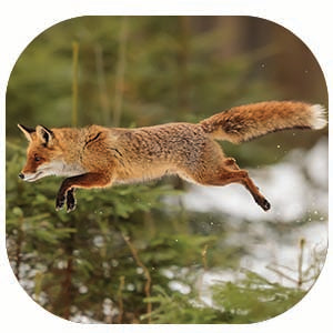 Red Fox: Fascinating Animal Facts for Kids (This Incredible Planet)