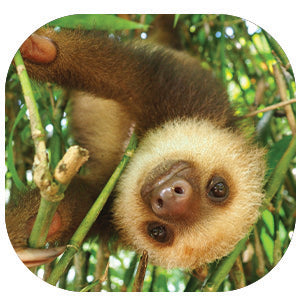 Sloth: Fascinating Animal Facts for Kids (This Incredible Planet)