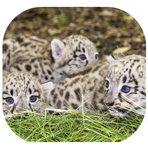 Snow Leopard: Fascinating Animal Facts for Kid (This Incredible Planet)