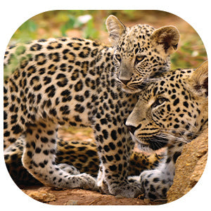 Leopard: Fascinating Animal Facts for Kids (This Incredible Planet)