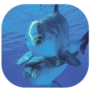 Dolphin: Fascinating Animal Facts for Kids (This Incredible Planet)