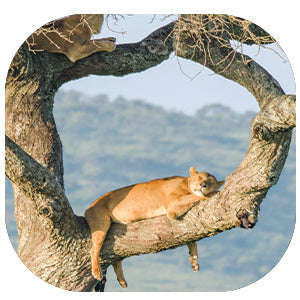 Lion: Fascinating Animal Facts for Kids (This Incredible Planet)