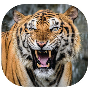 Tiger: Fascinating Animal Facts for Kids (This Incredible Planet)