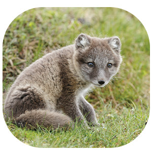 Arctic Fox: Fascinating Animal Facts for Kids (This Incredible Planet)
