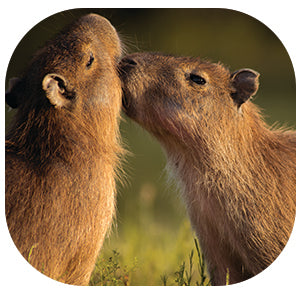 Capybara: Fascinating Animal Facts for Kids (This Incredible Planet)