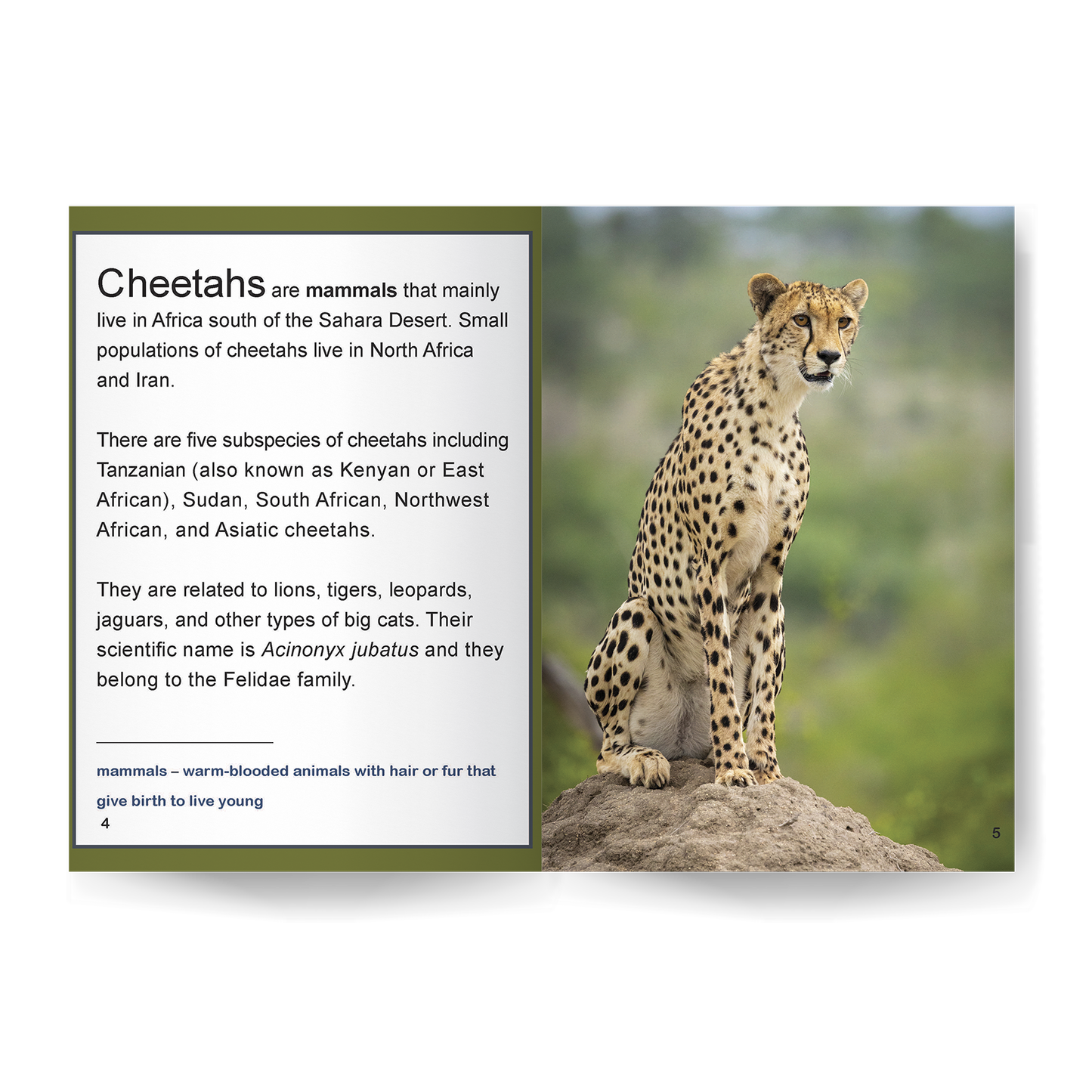 Cheetah: Fascinating Animal Facts for Kids (This Incredible Planet)
