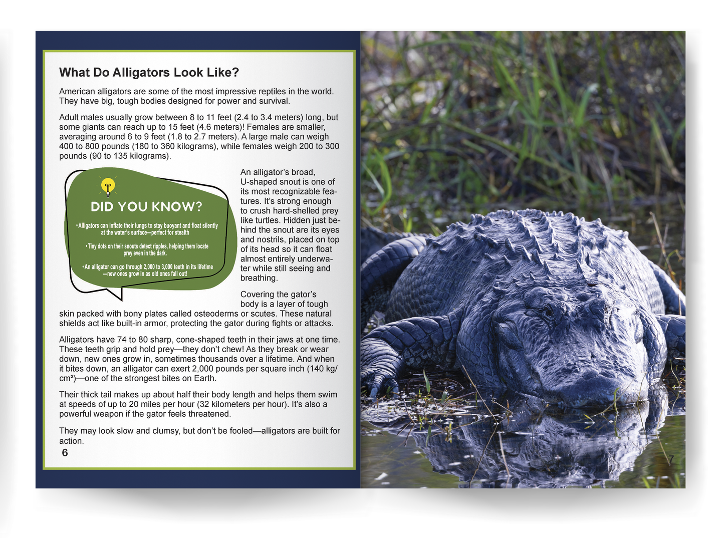 Alligator: Fascinating Animal Facts for Kids (This Incredible Planet)