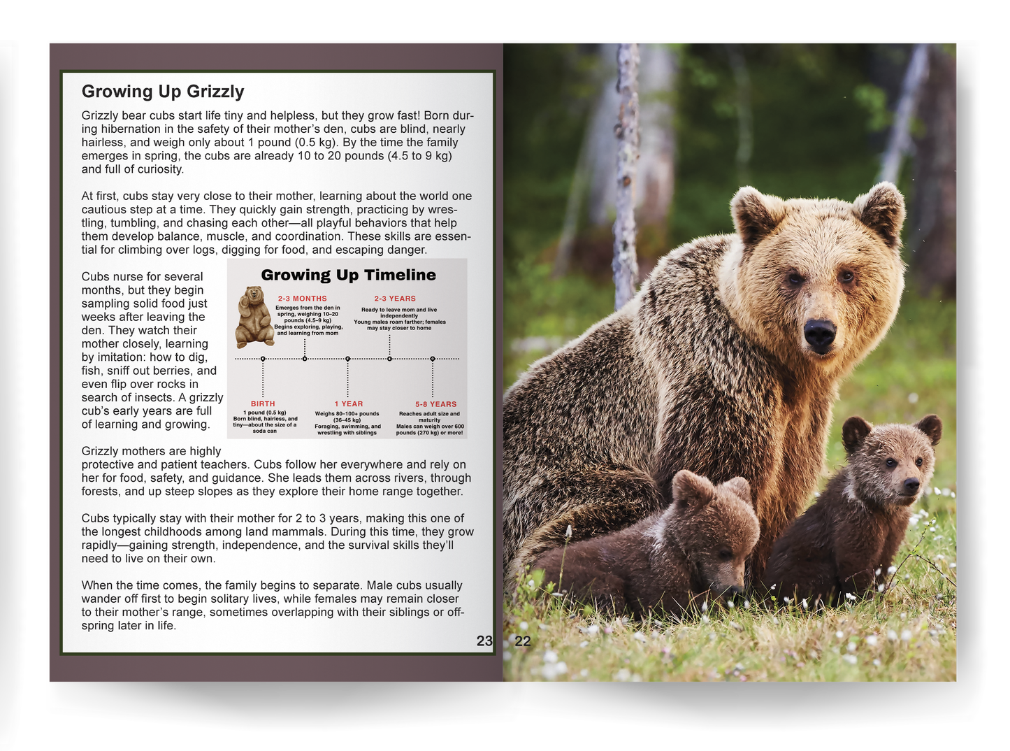 Grizzly Bear: Fascinating Animal Facts for Kids (This Incredible Planet)