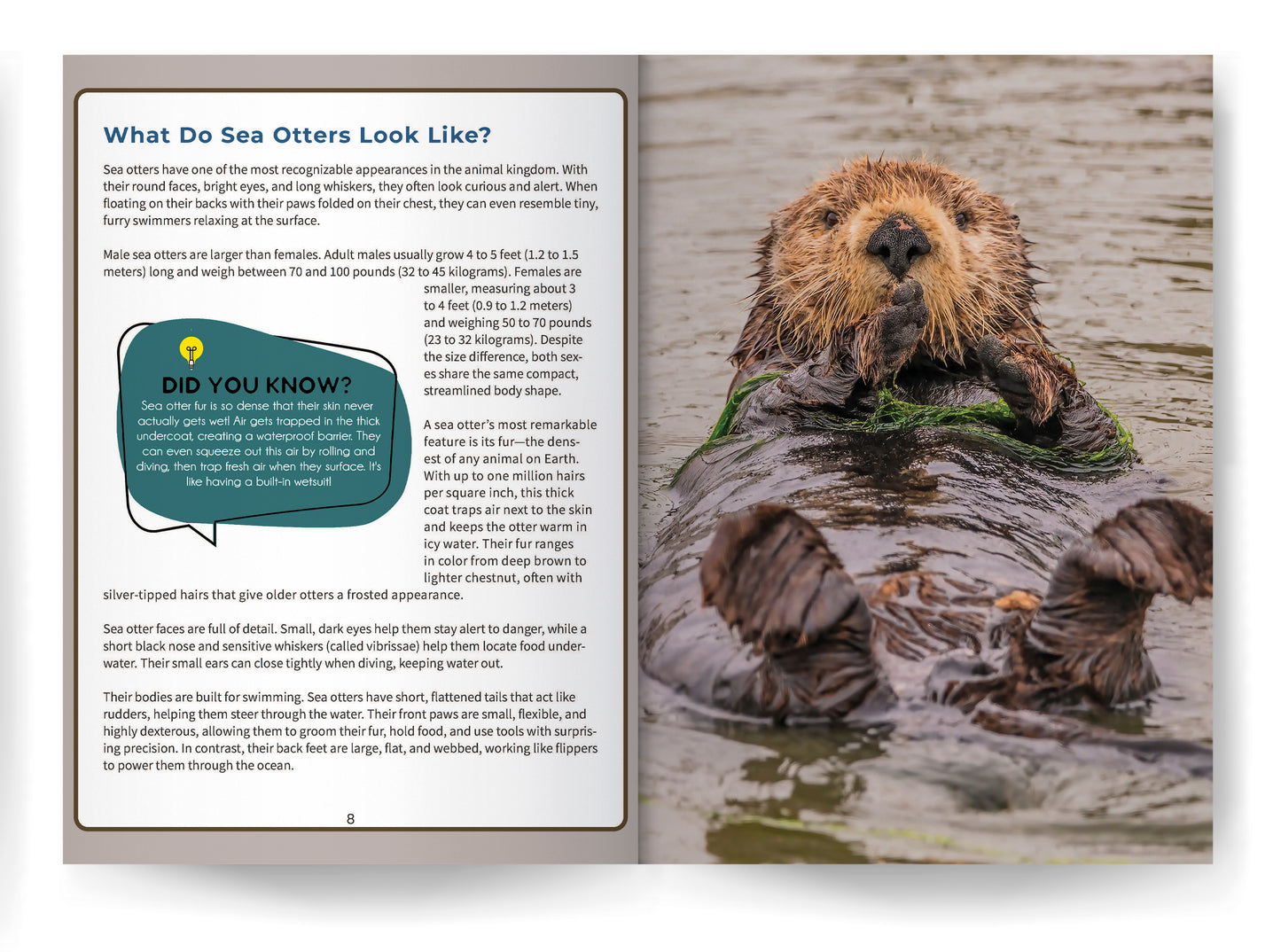 Sea Otter: Amazing Facts About Ocean’s Cleverest Mammals for Kids