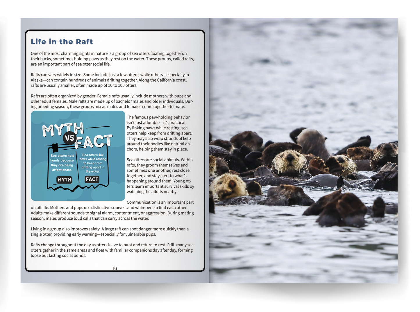 Sea Otter: Amazing Facts About Ocean’s Cleverest Mammals for Kids