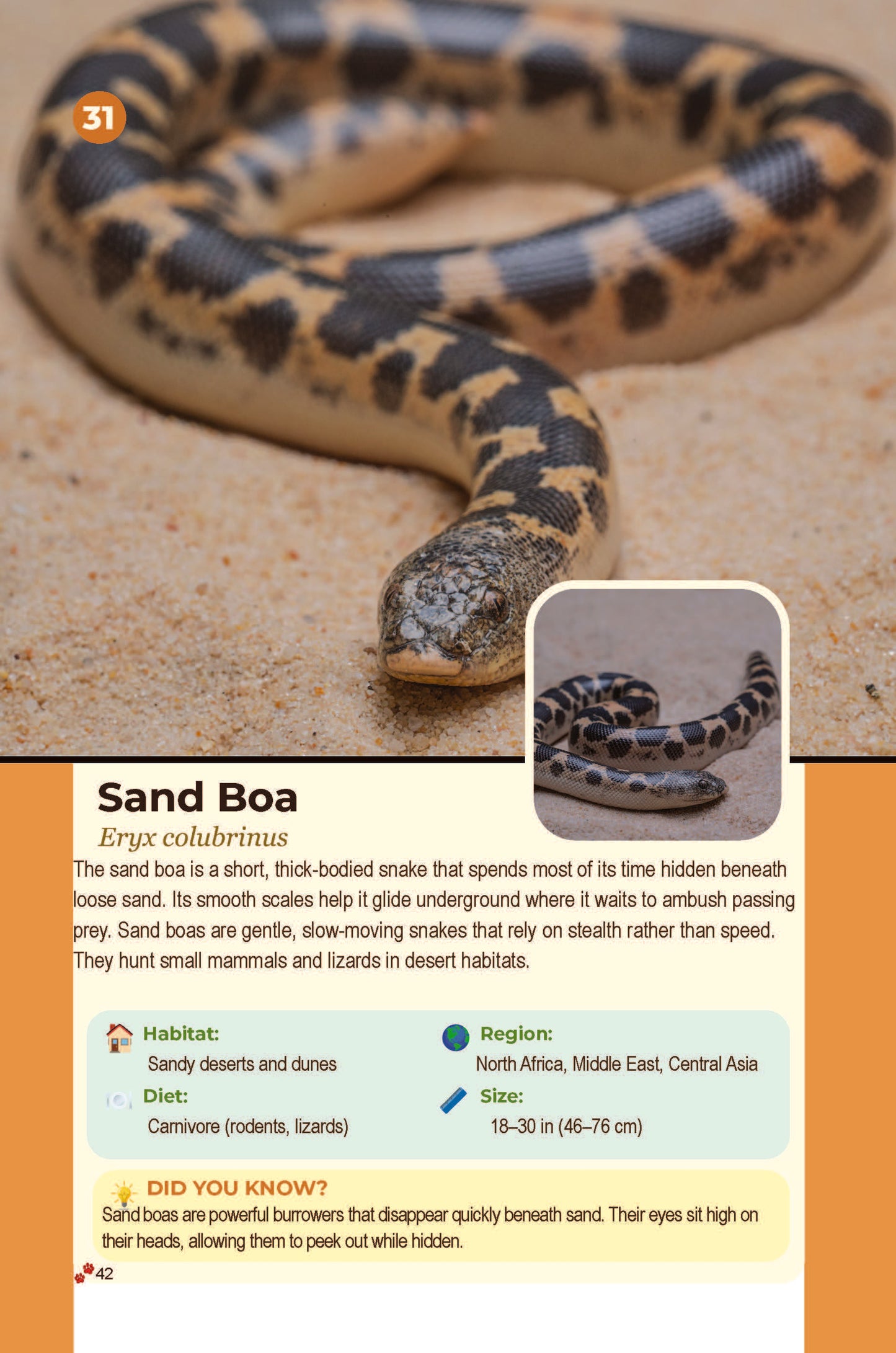 50 Amazing Desert Animals: Real Photos • Incredible Facts for Kids