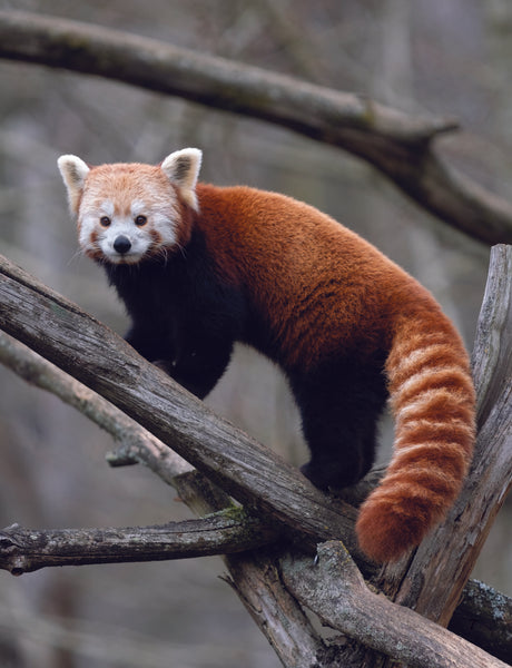Red Panda: Fascinating Animal Facts for Kids (This Incredible Planet)
