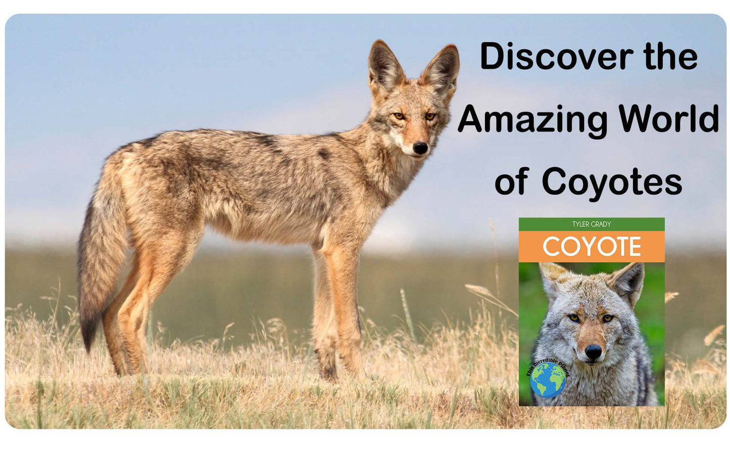 Coyote: Fascinating Animal Facts for Kids (This Incredible Planet)