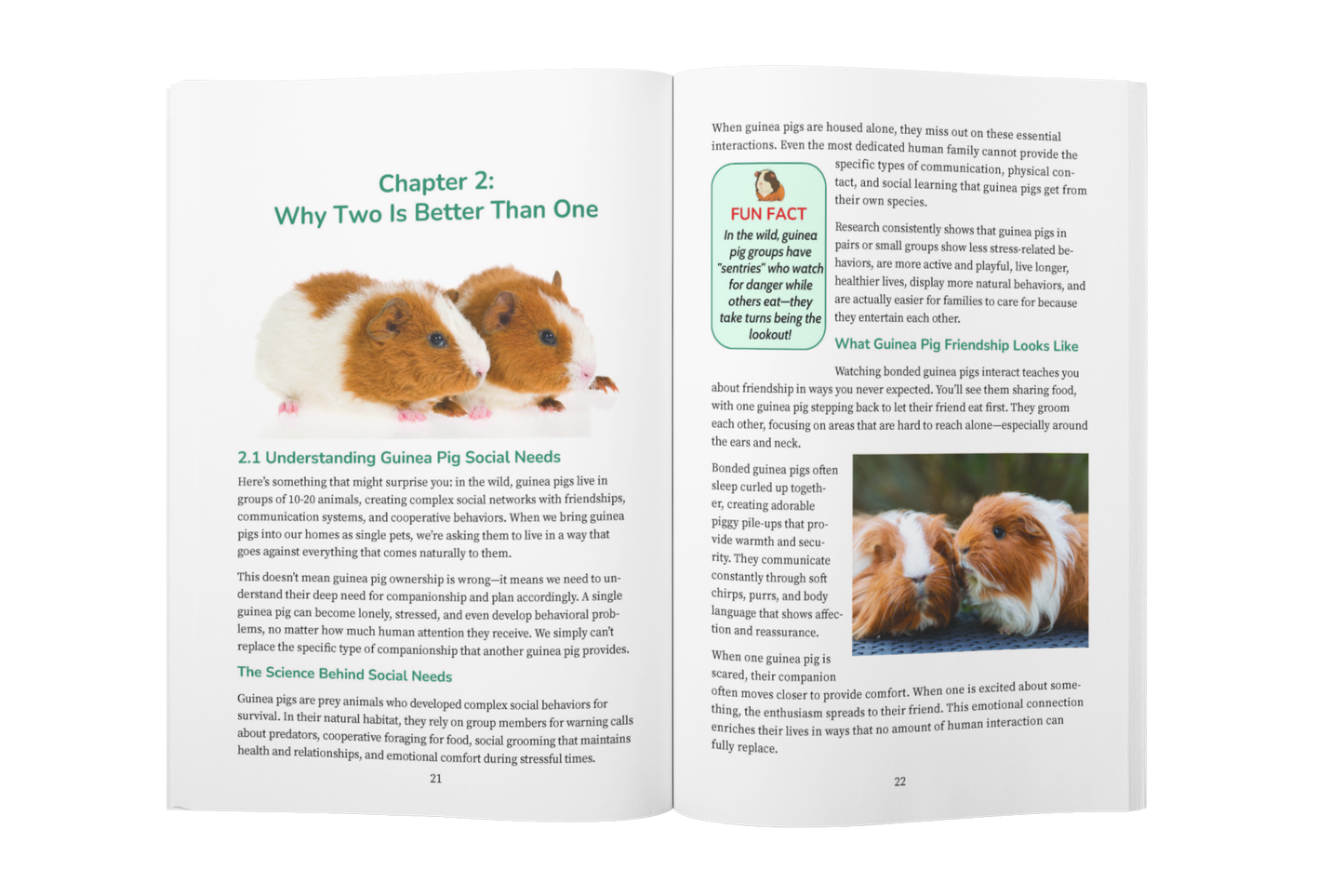 Guinea Pig Care for Beginners