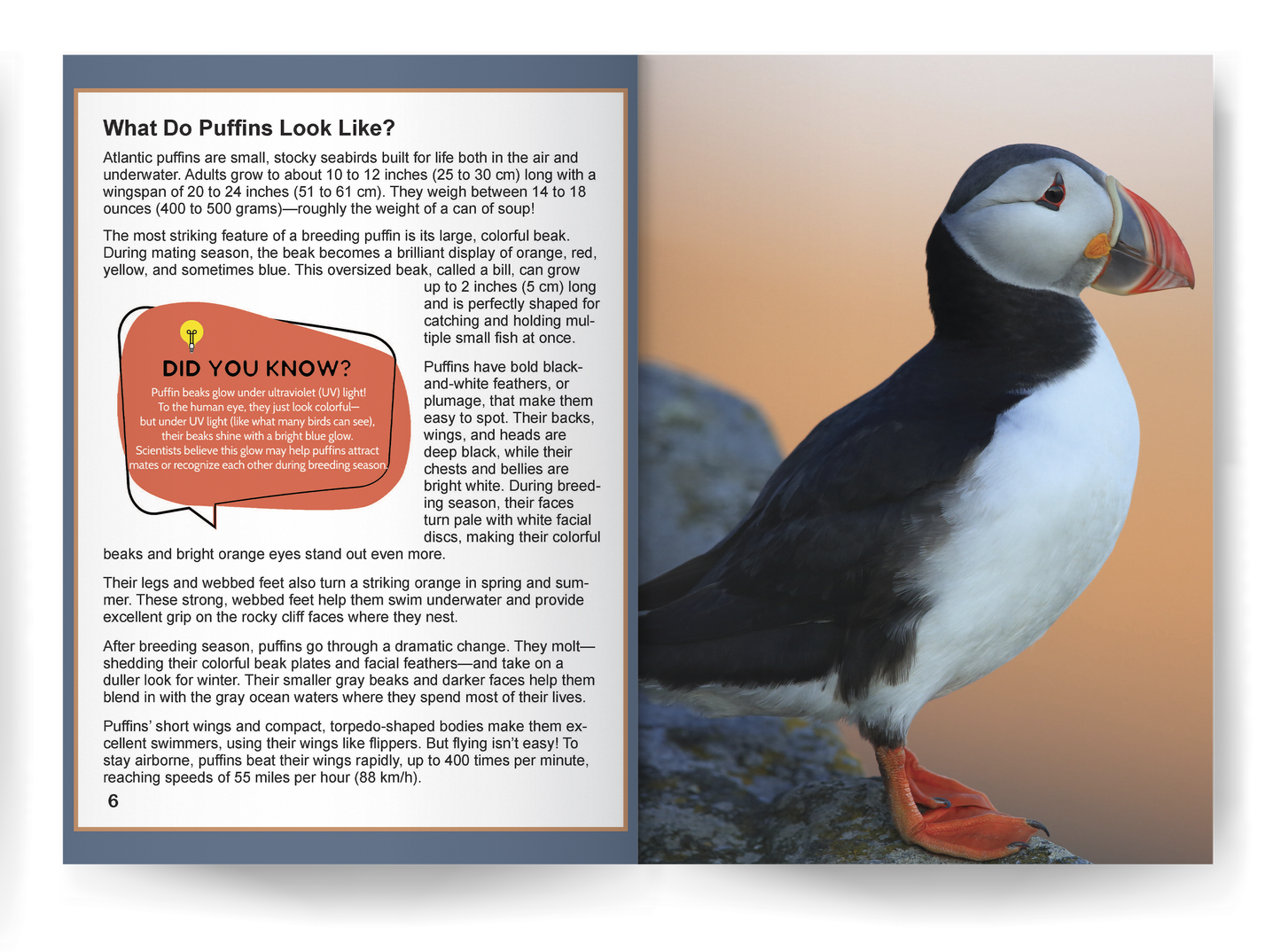Puffin: Amazing Facts About Nature's Colorful Seabird for Kids (This Incredible Planet)