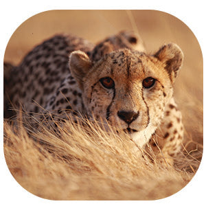 Cheetah: Fascinating Animal Facts for Kids (This Incredible Planet)
