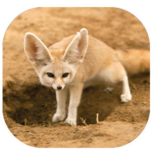 Fennec Fox: Fascinating Animal Facts for Kids (This Incredible Planet)