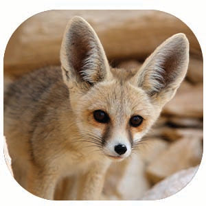 Fennec Fox: Fascinating Animal Facts for Kids (This Incredible Planet)