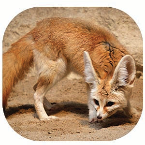 Fennec Fox: Fascinating Animal Facts for Kids (This Incredible Planet)