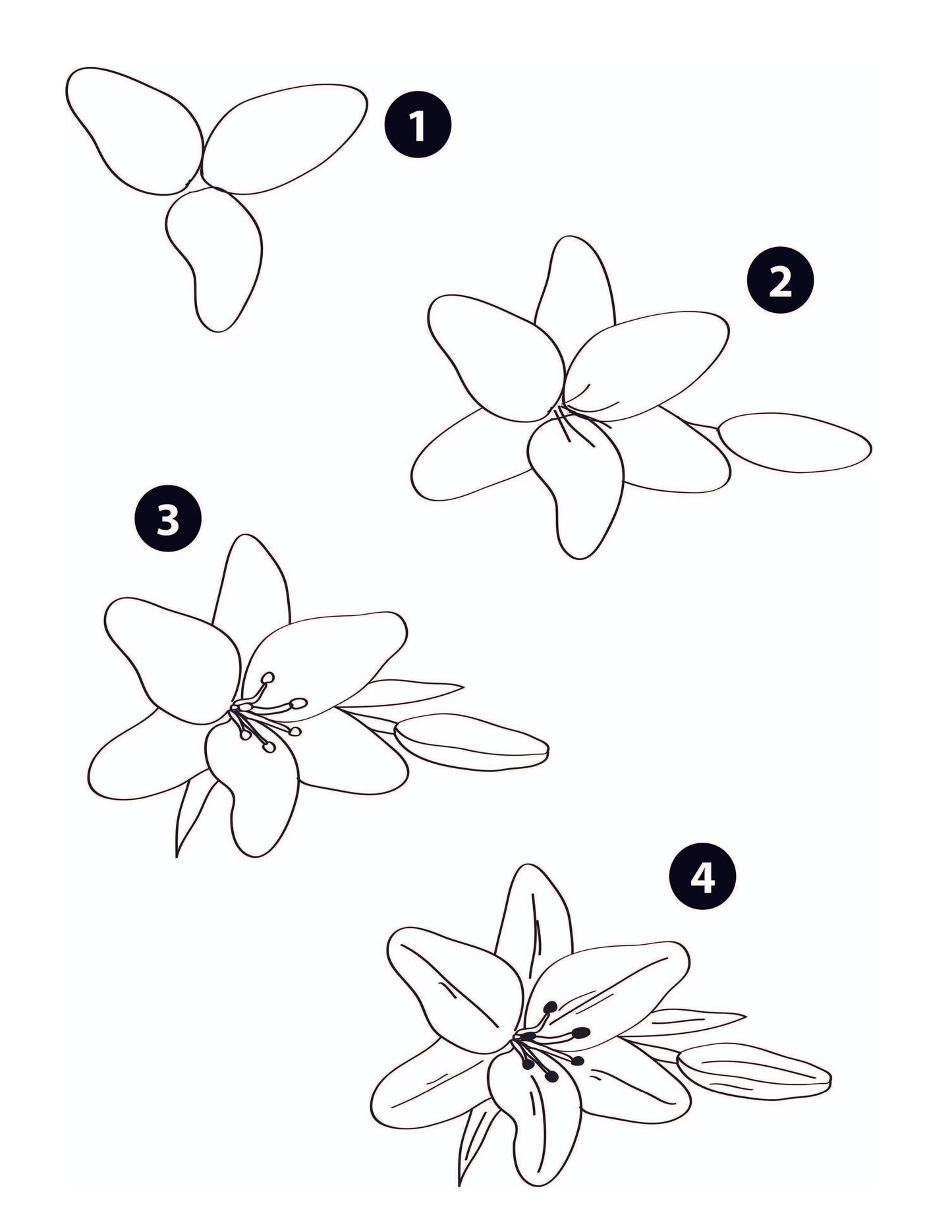 How to Draw Flowers: Step-by-Step Botanical Drawing Projects