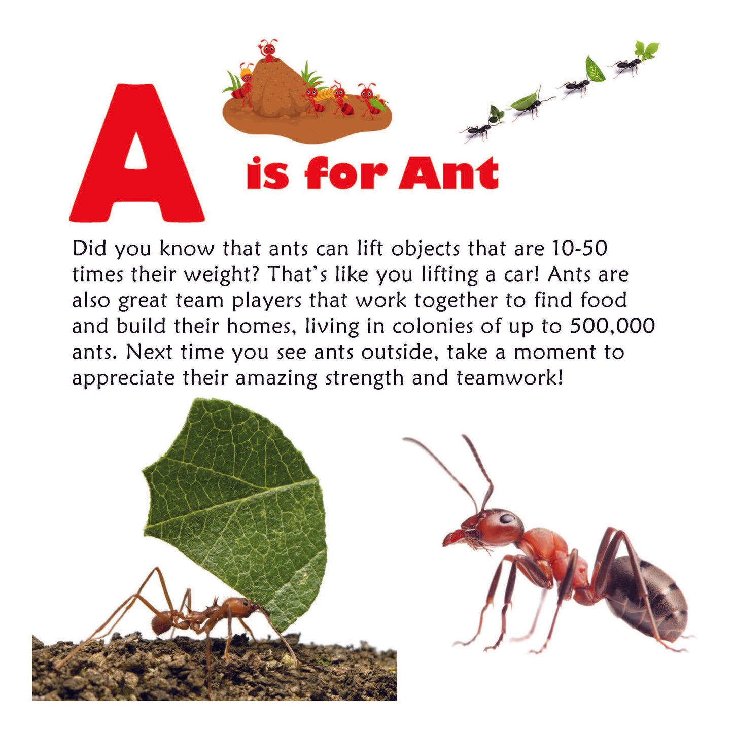 Amazing Bugs A to Z: An ABC Book for Curious Kids with Interesting Facts About Insects