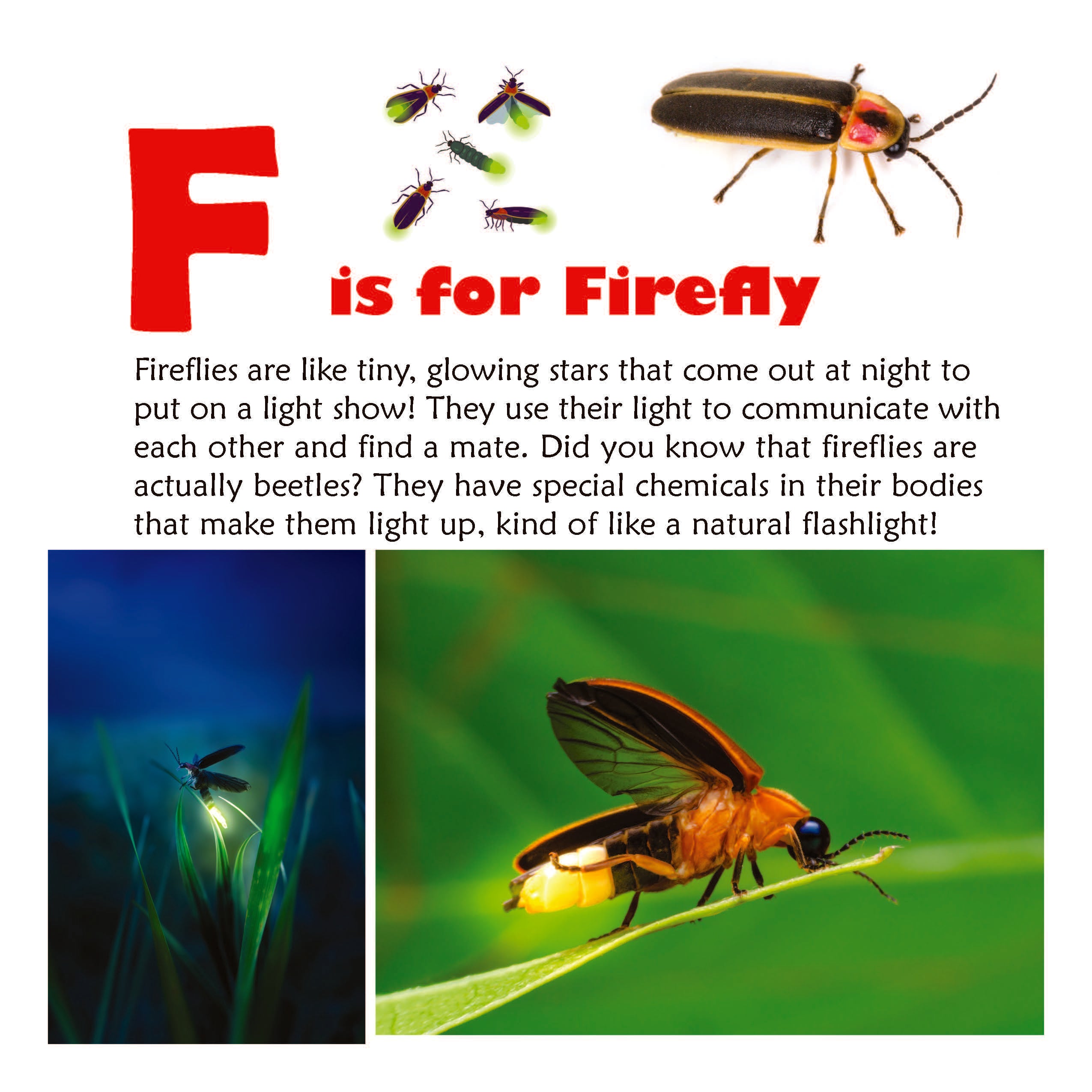 Amazing Bugs A to Z: An ABC Book for Curious Kids with Interesting Fac ...