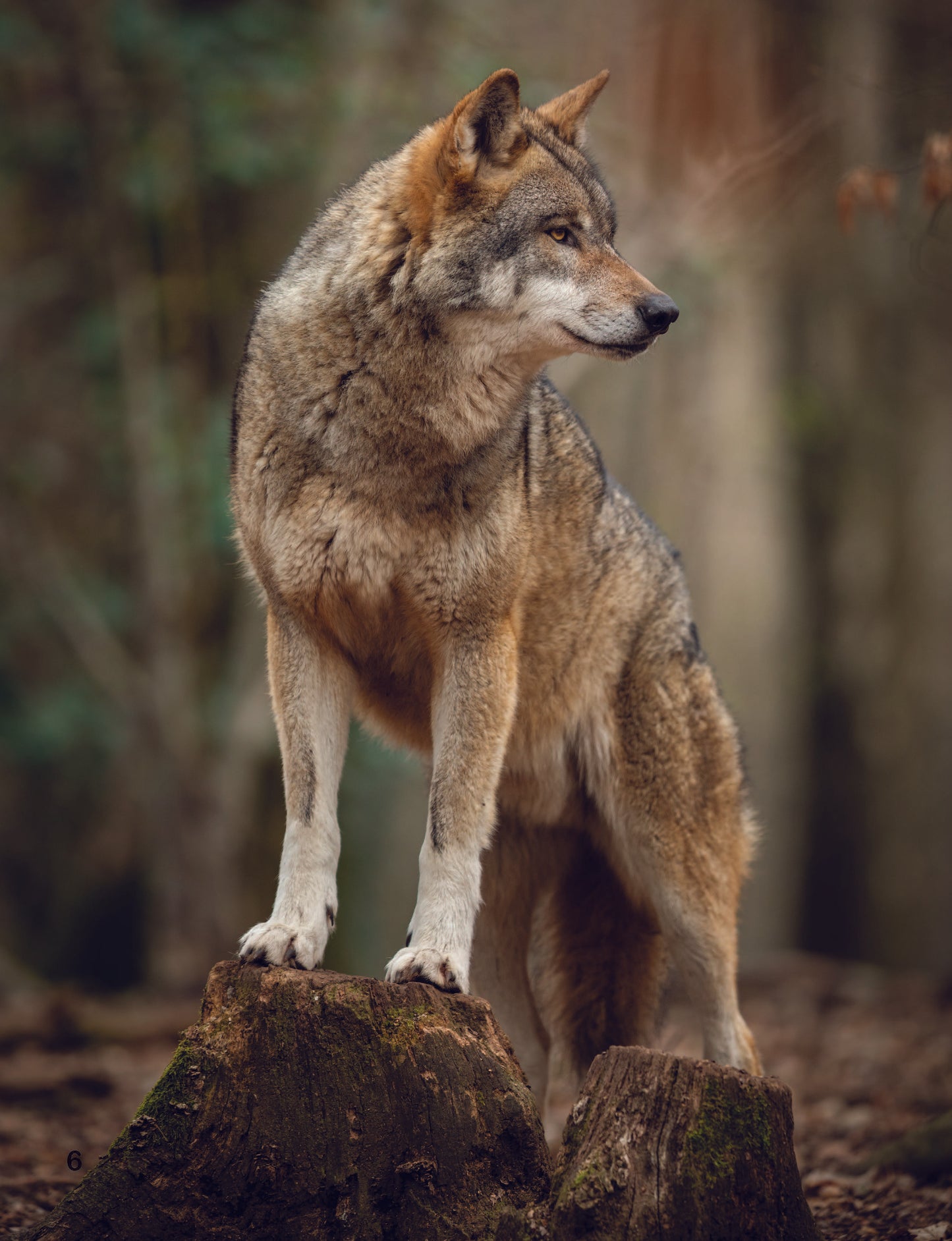 Gray Wolf: Fascinating Animal Facts for Kids (This Incredible Planet)